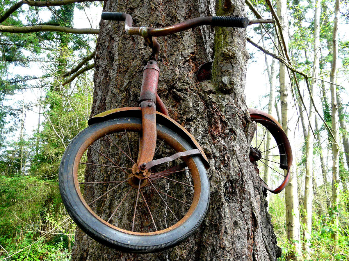 A picture of a tree grwoing around a bicycle