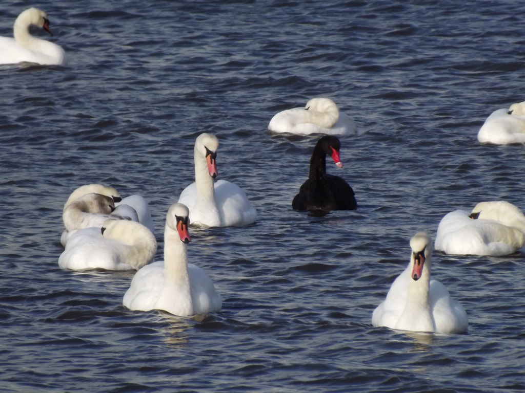 A picture of a black swan among white swans